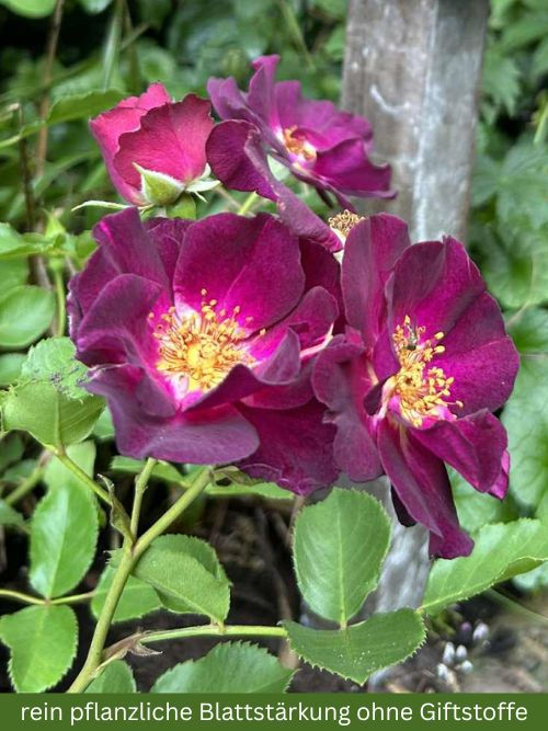 Rose Route 66 im 6l-Topf – violett-purpurfarbene, duftende Kleinstrauchrose mit heller Mitte von Tom Carruth (2001)