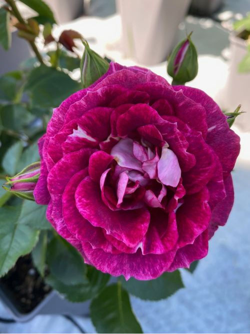 Let's Celebrate – Rose mit schönem Farbspiel und halbgefüllten bis gefüllten Blüten