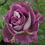 Miniaturbild: Huddersfield Choral Society; violett; lila; mauve; Beetrose; Ronnie Rawlins; 2011; Duftrose; Containerrose; Gartenrose