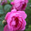 Miniaturbild: Rose; Royal Jubilee; Strauchrose; Rosa; violett; lila; purpur; David Austin; Englische Rose; Kugelblüten; pink; duftend