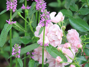 Rosengarten gestalten – mit Rosen und Stauden