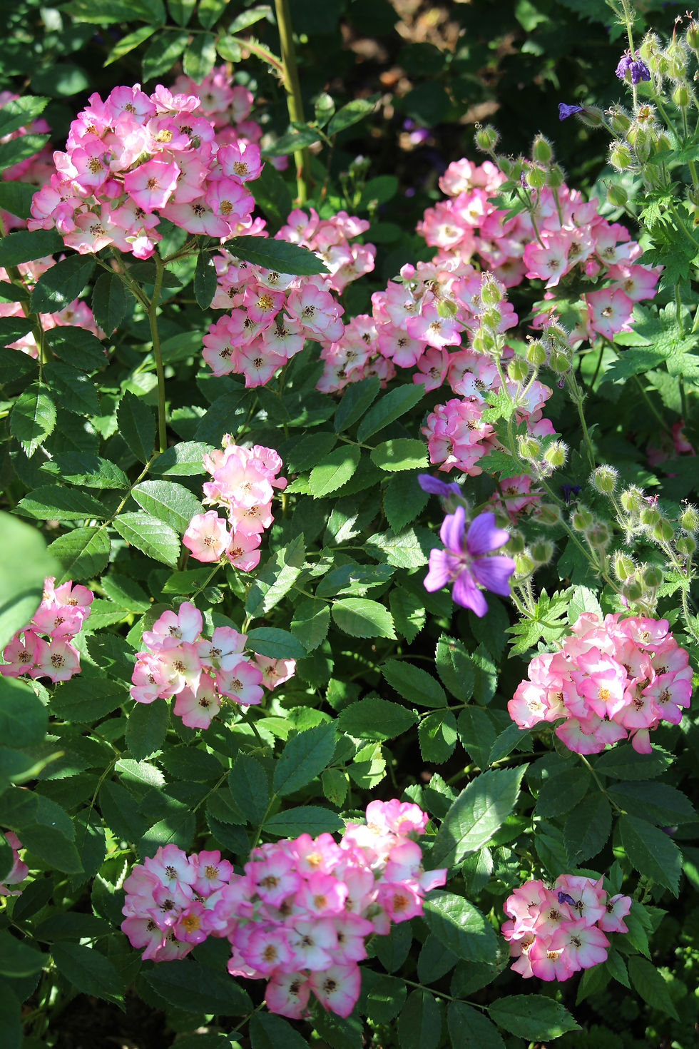 Bodendecker; runde Hagebutten; rosa; weisse Mitte; Puccini; insektenfreundlich; für Bienen; Lens; Rose; Belgien; Gartenrose