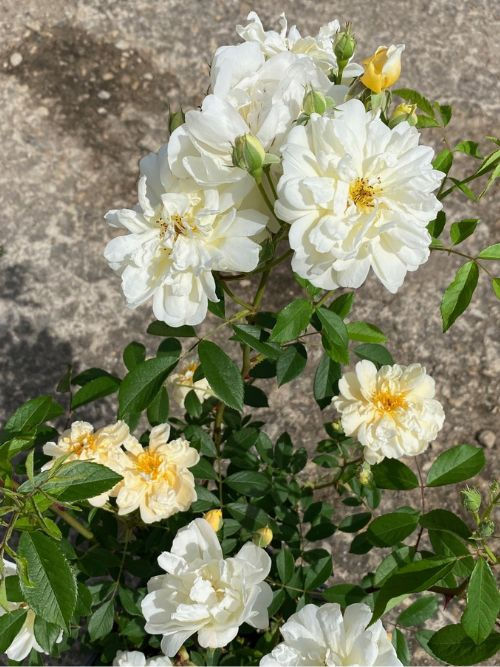 Thisbe – cremegelbe Strauchrose in Büscheln blühend mit Moschusduft