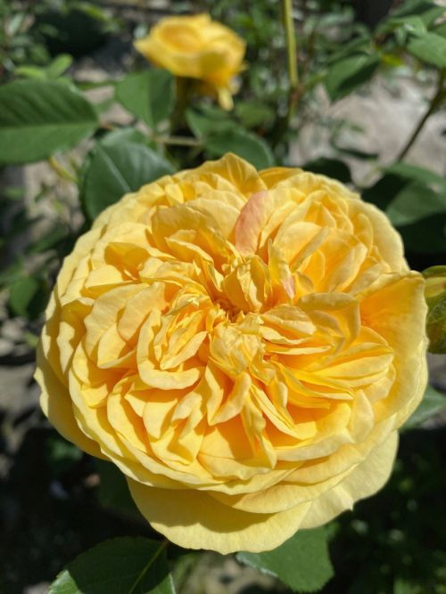Citroncello – essbare Rose mit Zitronengeschmack und gefüllten gelben Blüten