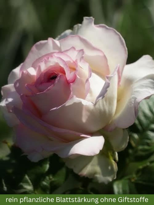 Moonstone Rose im 6l-Topf – elegante Edelrose von Carruth (1998) in Creme-Weiß mit rosa Rand als Containerrose