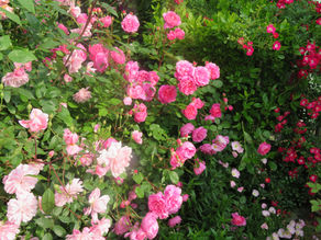 Gesunde Rosen im Garten – was hilft gegen frühzeitige Pilzerkrankung?