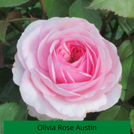 Rose Olivia Rose Austin