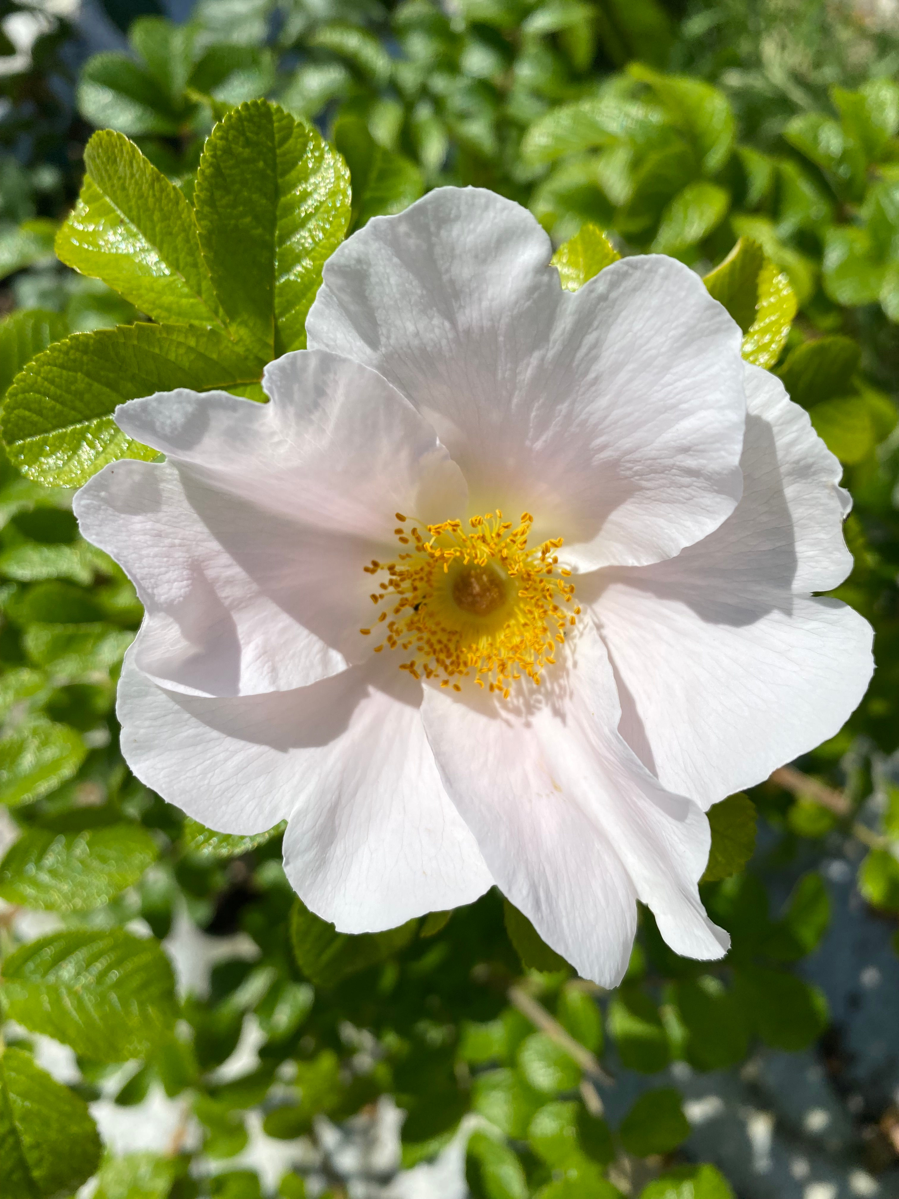 Lens Roses; Pink Surprise; Rosa rugosa; Strauchrose; immergrün; weiß; rosa Schimmer; bienenfreundlich; Gartenrose; Topfrose
