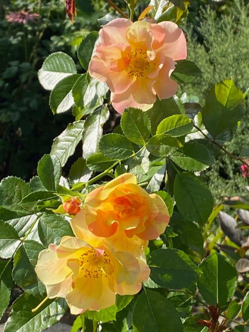 Mellite Mella – bienenfreundliche Rose als Kleinstrauch mit gestreiften Blüten