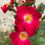 Miniaturbild: rot; weisse Mitte; Grand-Duc Jean; Lens Rose; Bienenrose; Insektenrose; Containerrose; Strauchrose; Topfrose