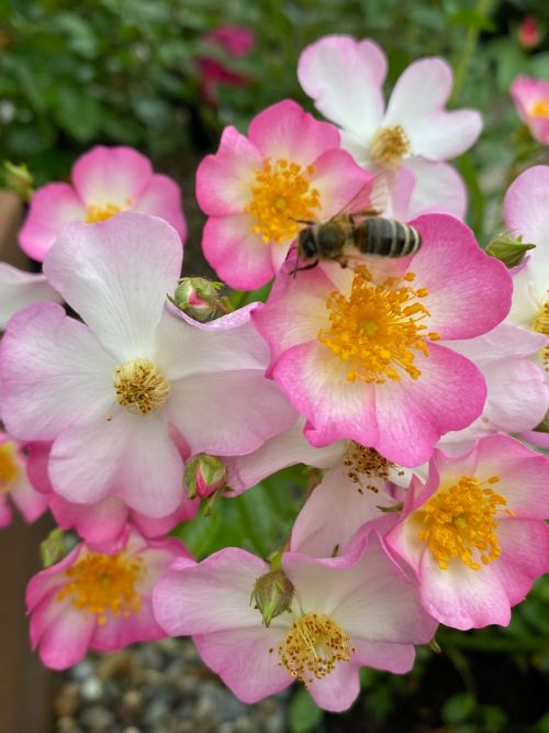 Strauchrose; rosa; weiss; bunt; Lens Roses; Containerrose; Gartenrose; Lens Roses; Topfrose; Bodendeckerrose; Bienenrose