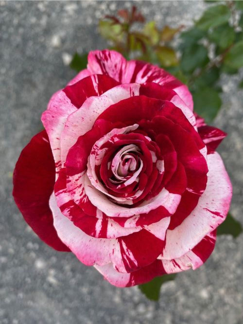 Rock and Roll Rose – dunkelrot-weiß gestreifte Grandiflora von Tom Carruth