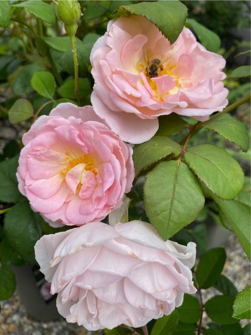 Caroline's Heart Rose – halbgefüllte bienenfreundliche Duftrose von Lens Roses