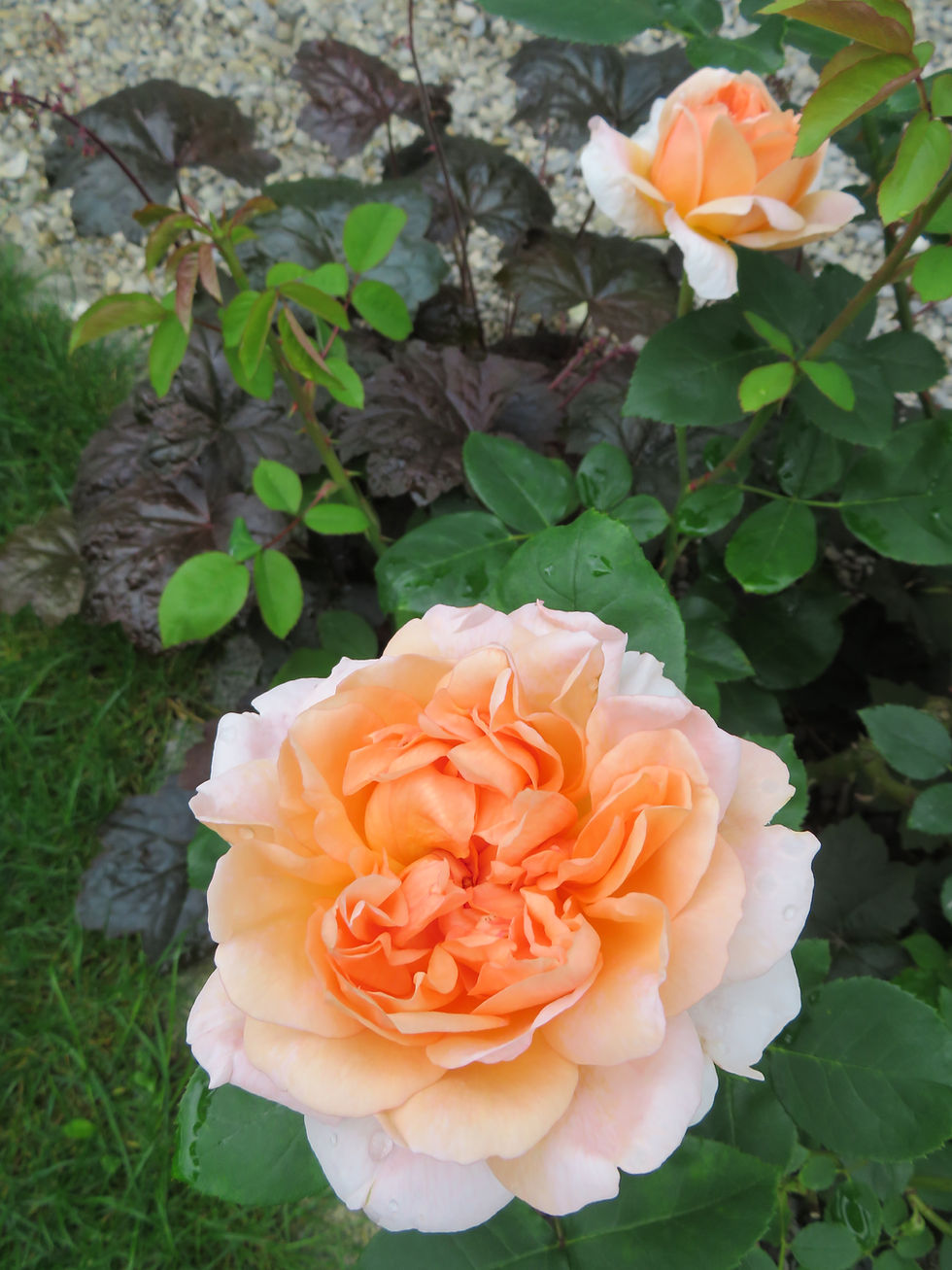 Teerosenduft; Duftrose in Apricot; David Austin; The Lady Gardener; Beetrose; Topfrose; Containerrose; apricot; orange