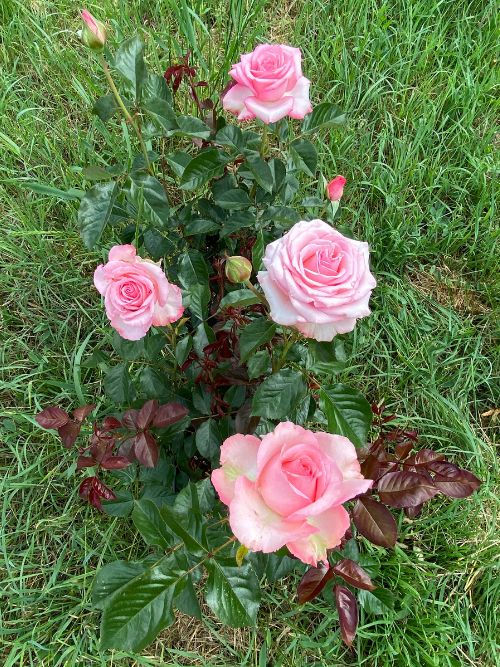 Rose Baron Jo de Dorlodot im Topf – elegante Beetrose und Teehybride mit dunkelbraunem Neuaustrieb