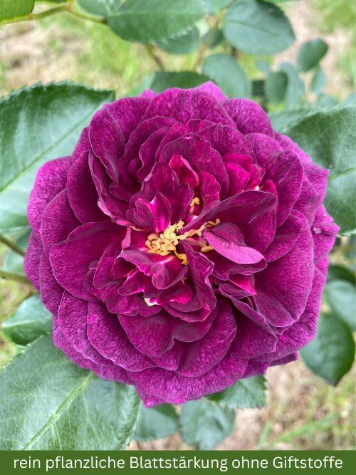 Ebb Tide Rose im 6l-Topf, Synonym Purple Eden – tief violette Beetrose von Tom Carruth (USA, 2001), würzige Duftrose