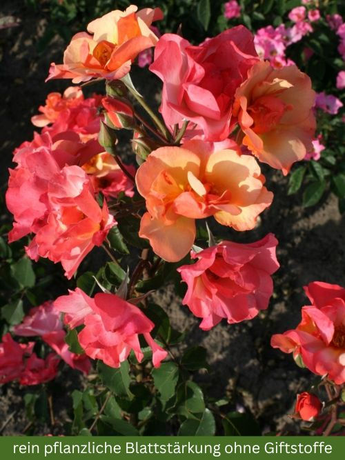 Rose Esch-sur-Sure im Container – farbwechselnde Moschata-Rose, pflegeleicht und bienenfreundlich für naturnahe Gärten