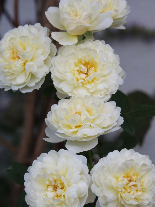 Strauchrose Nye Bevan von David Austin Roses