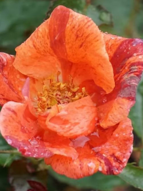 Tawny Tiger – bienenfreundliche Floribunda mit außergewöhnlich gestreiften Blüten in Orange- und Brauntönen