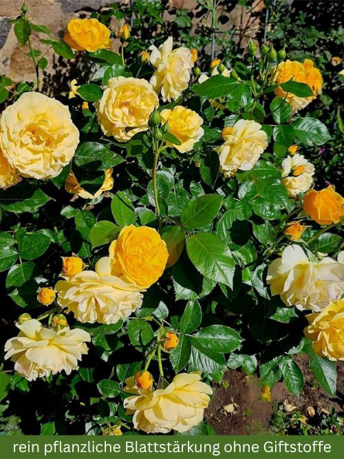 Rose Absolutely Fabulous, syn. Julia Child – Floribunda Containerrose von Carruth in Gelb mit starkem Duft