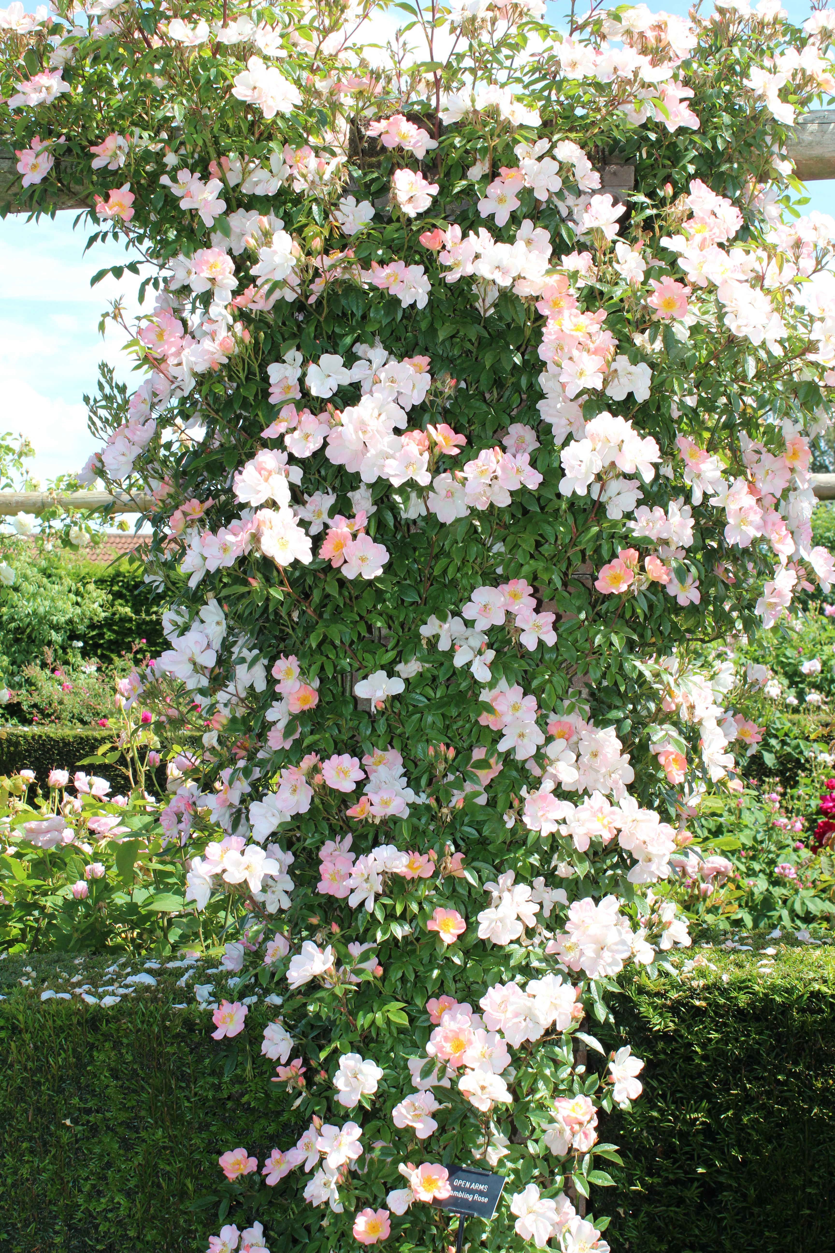 Ramblerrose; Open Arms; rosa; Warner; Rosengarten; Kletterrose; duftend; mit Duft; bienenfreundlich; Containerrose; Topfrose