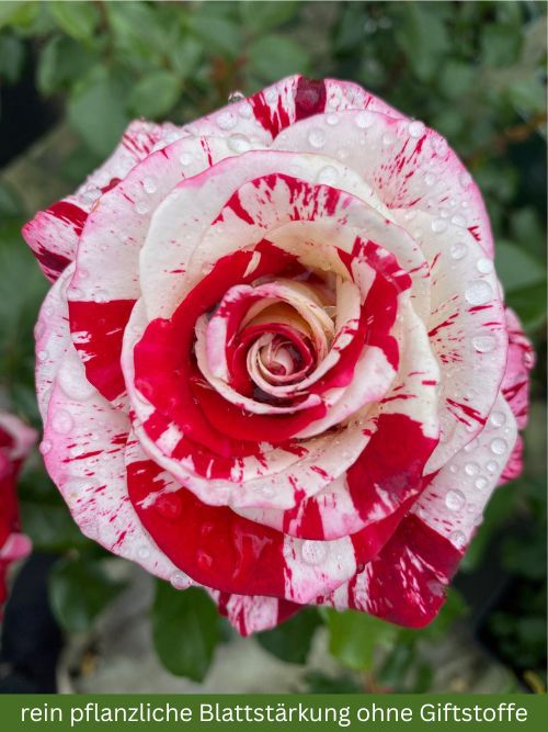 Rose Scentimental im Container – Floribunda-Beetrose mit rot-weißen Streifenblüten, gesund und vital von Tom Carruth USA