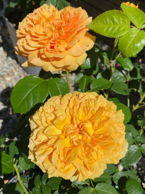 Leah Tutu Strauchrose – kompakt wachsende, öfterblühende Rose mit großen gefüllten Blüten