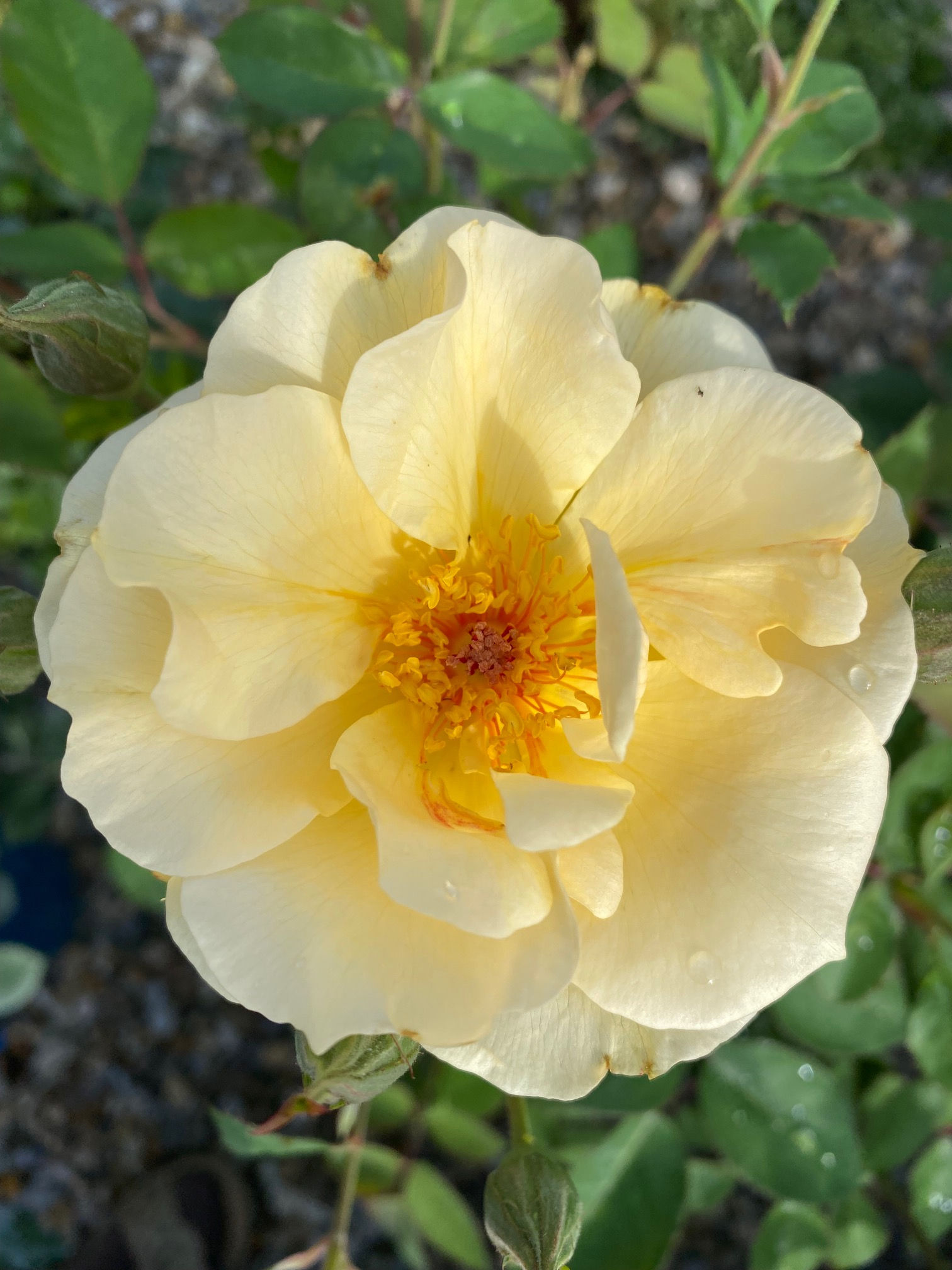 Rose; Stephanie d'Ursel; Lens; Containerrose; Strauchrose; Beetrose; Gartenrose; Duftrose; duftend; Maiglöckchen; Schnittrose