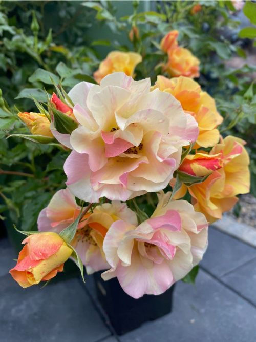 Mellite Mella Rose im Topf – bienenfreundliche Kleinstrauchrose von Pheno Geno Roses mit gelb-apricot Blüten