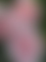 Hitzefeste Rosen von David Austin