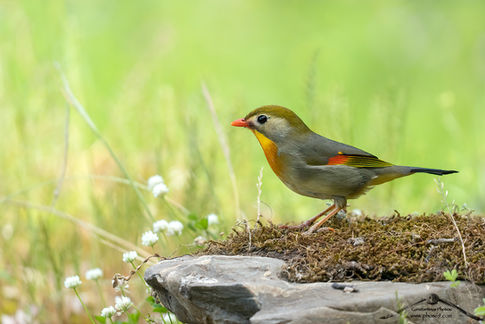 Leiothrix lutea