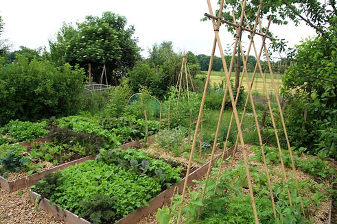 food forest.jpg