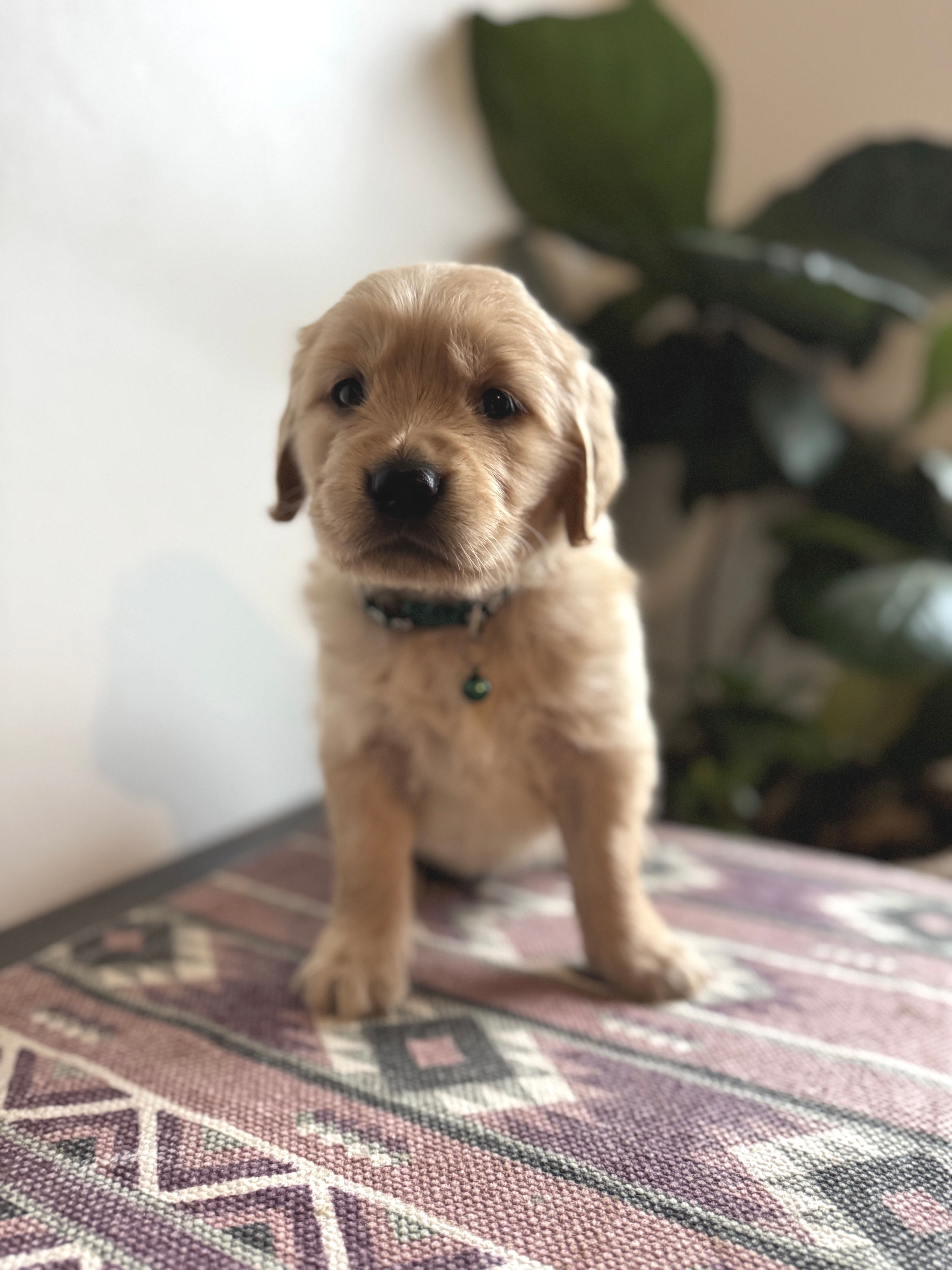 Green  Collar  - Male