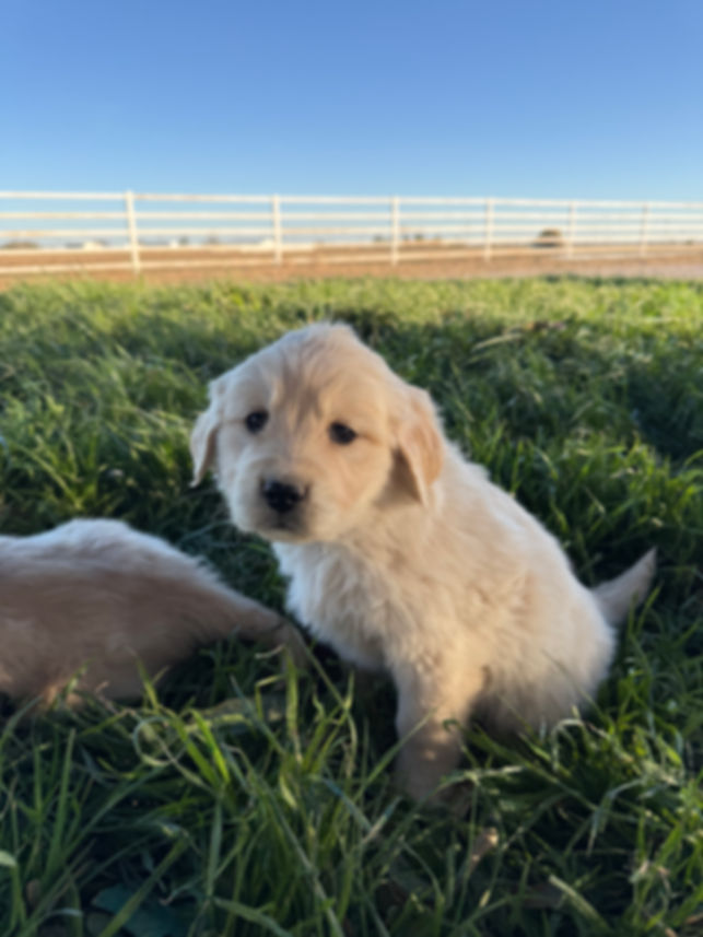 Purple collar female 