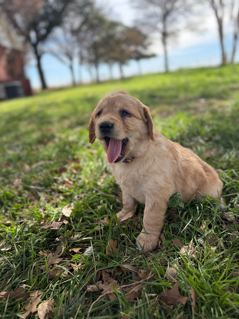 Thumbnail: Orange Collar female 