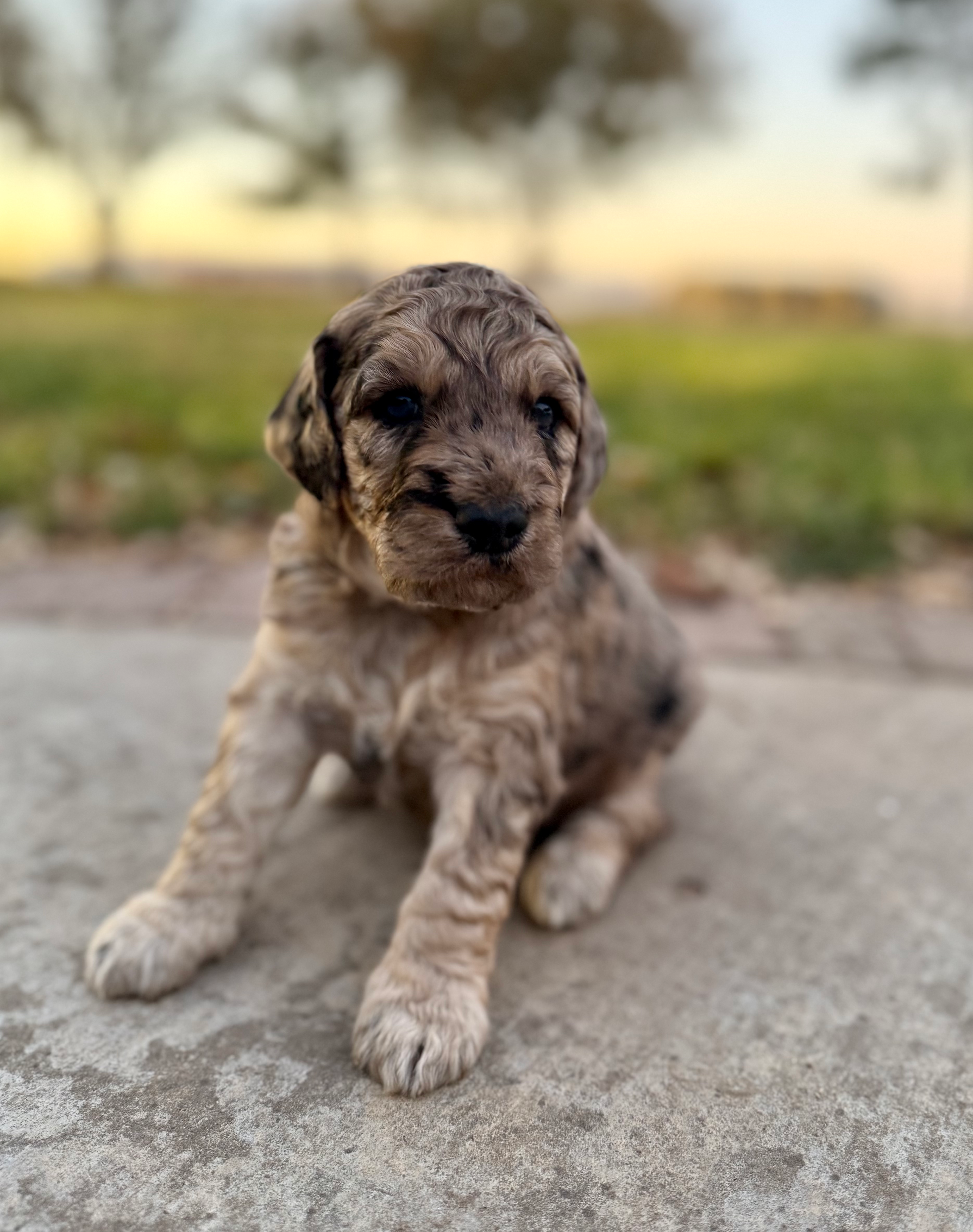 blue merle phantom- male