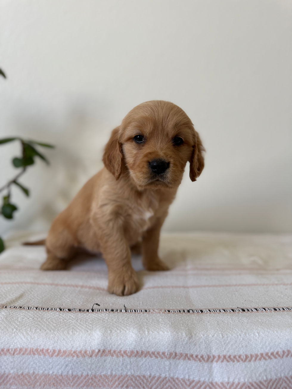 Thumbnail: Orange Collar Male