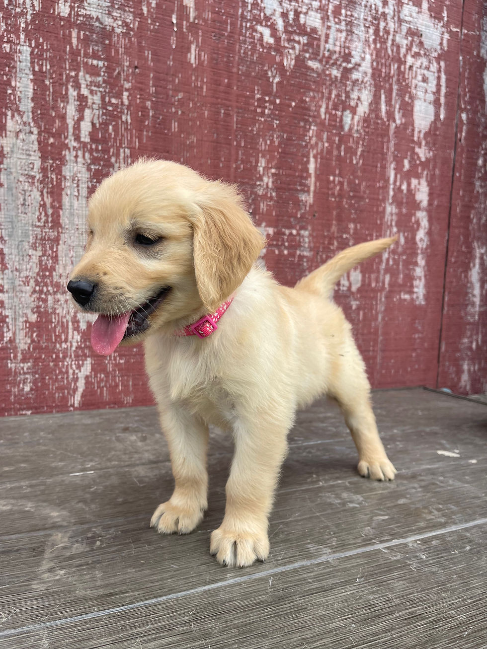 Thumbnail: Gus / Pink Collar /  Runt 