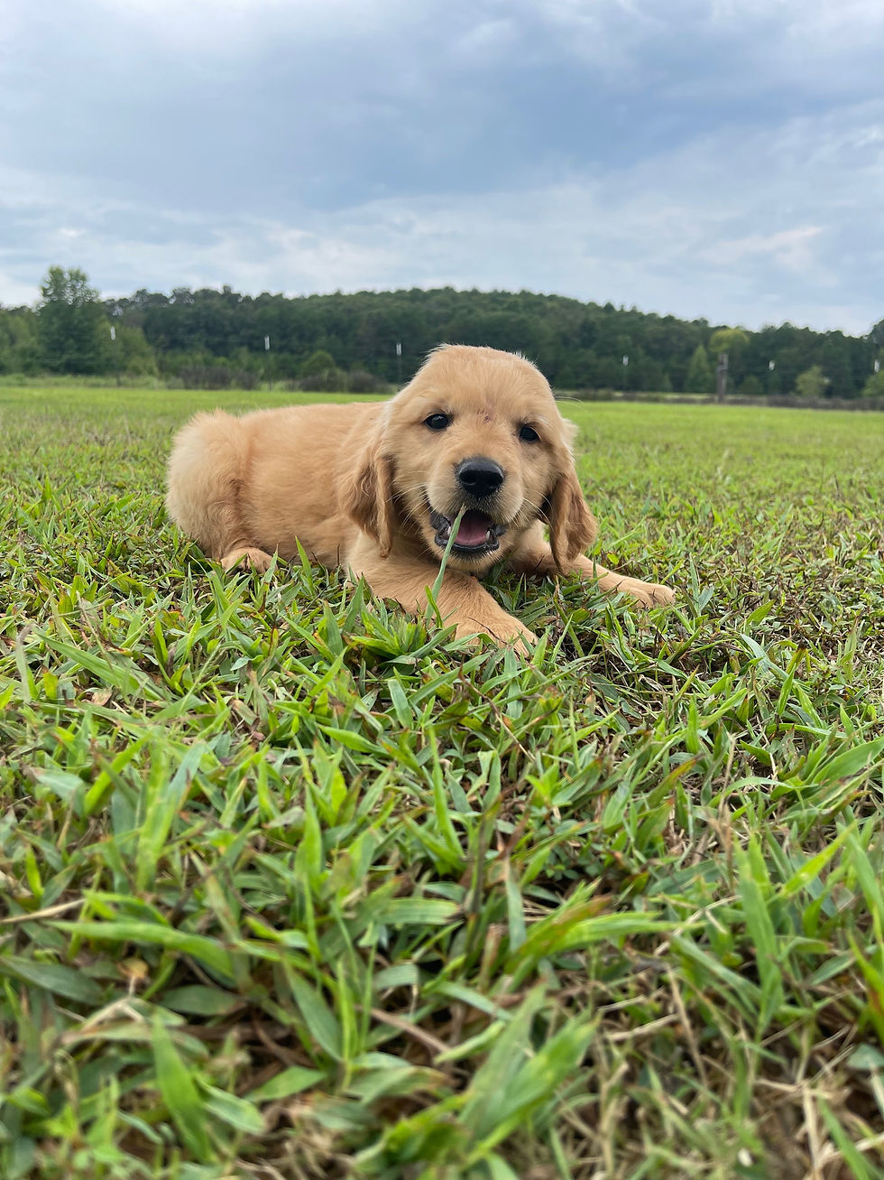 Thumbnail: Murphy / Orange collar 