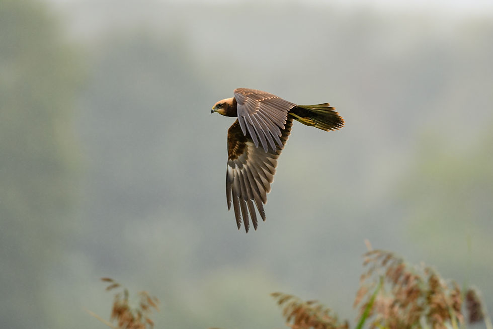 Bruine kiekendief