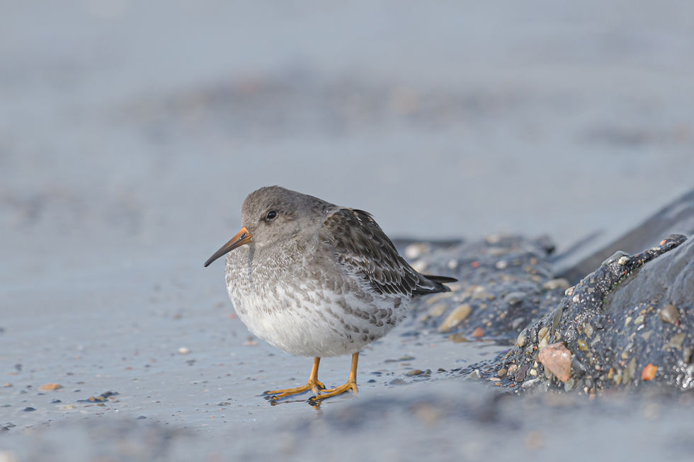 Paarse strandloper