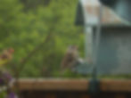 Bird Feeder