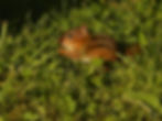 Chipmunk
