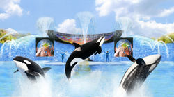 Shamu_One_Ocean_Rendering-artistic-illustration_LR.jpg