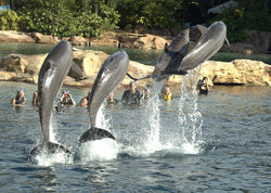 flying-dolphins.jpg