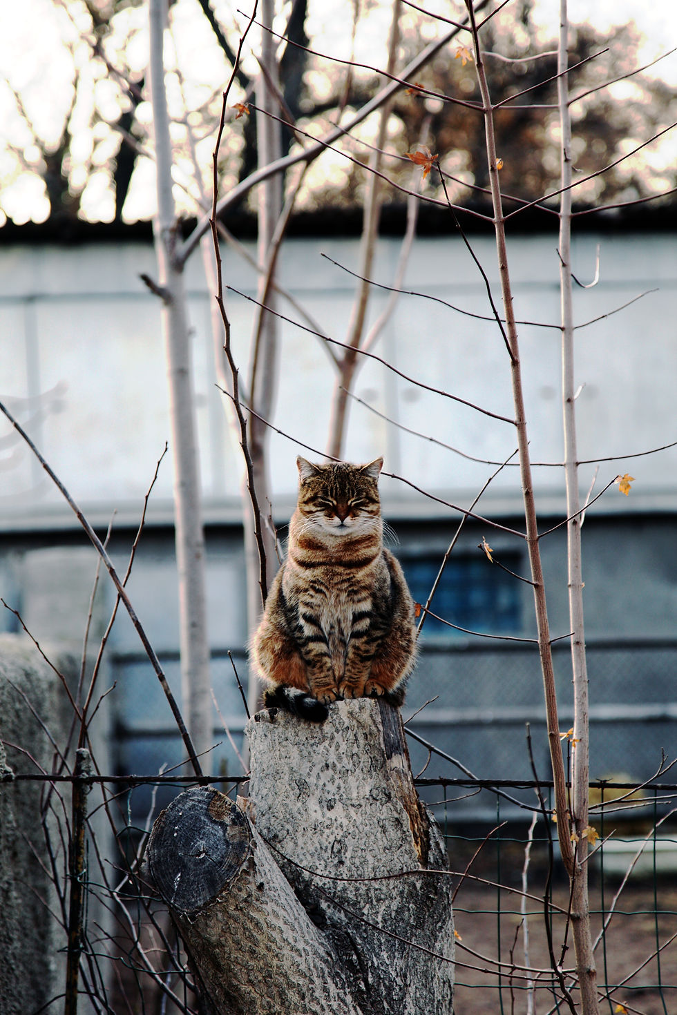 Cat
