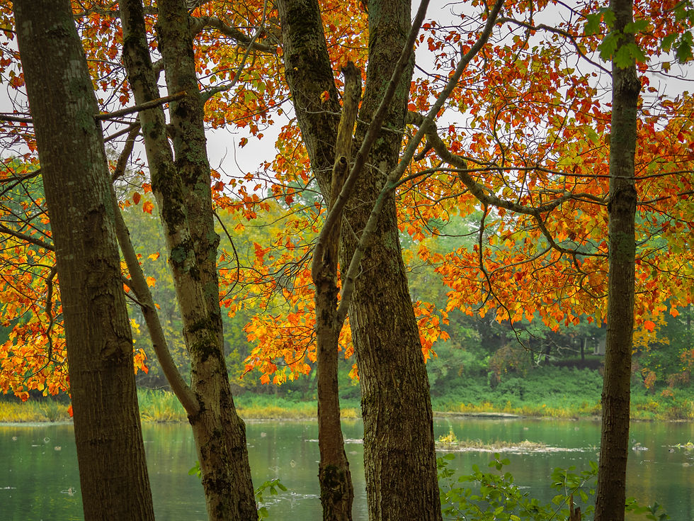 New Brunswick, Autumn Leaves - October 12