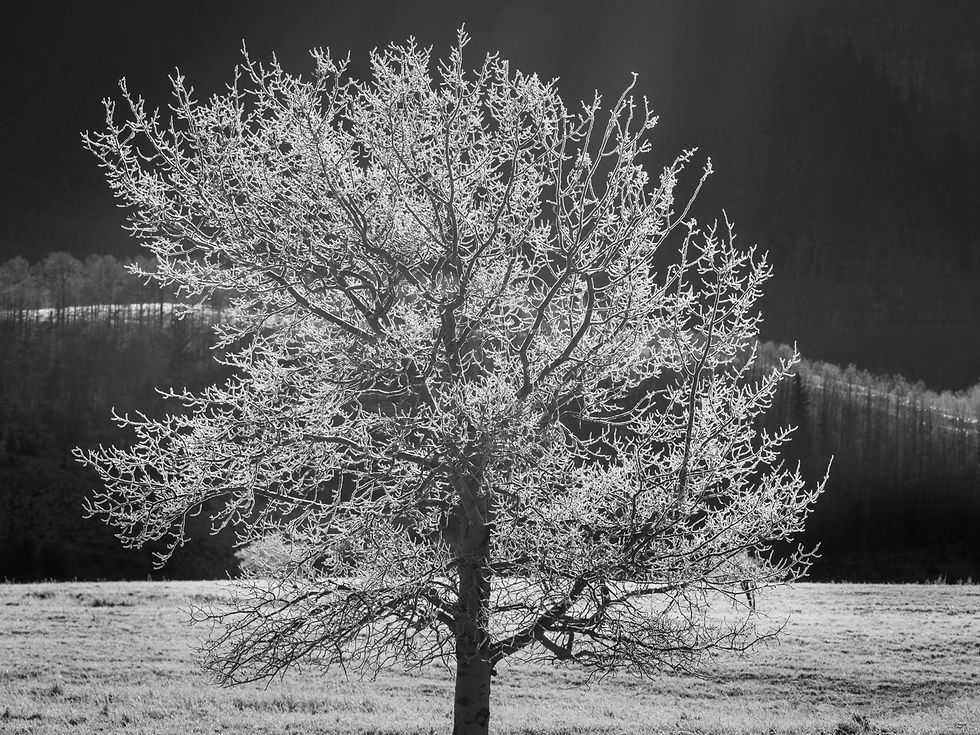 Hoarfrost, Highway 22 - November 25