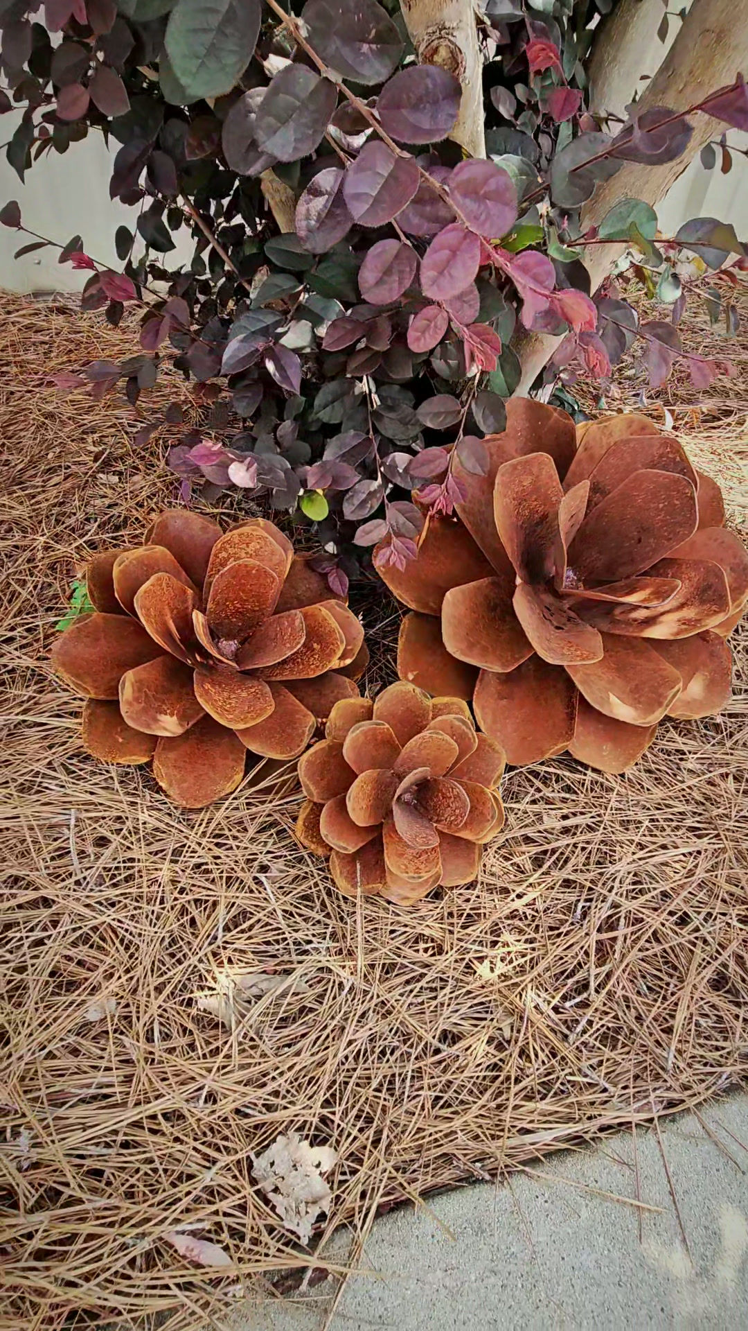 Hemlock Spruce Pine Cones