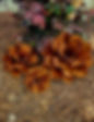 Thumbnail: Hemlock Spruce Pine Cones